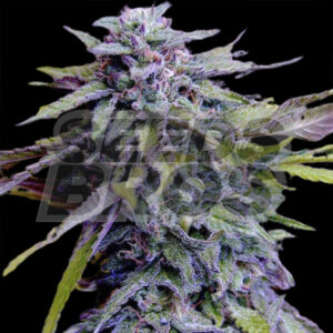 Grand Daddy Purple Autoflower Cannabis Seeds