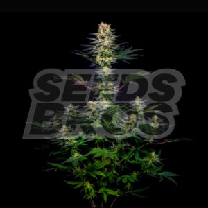 Pink Rozay Autoflower Cannabis Seeds
